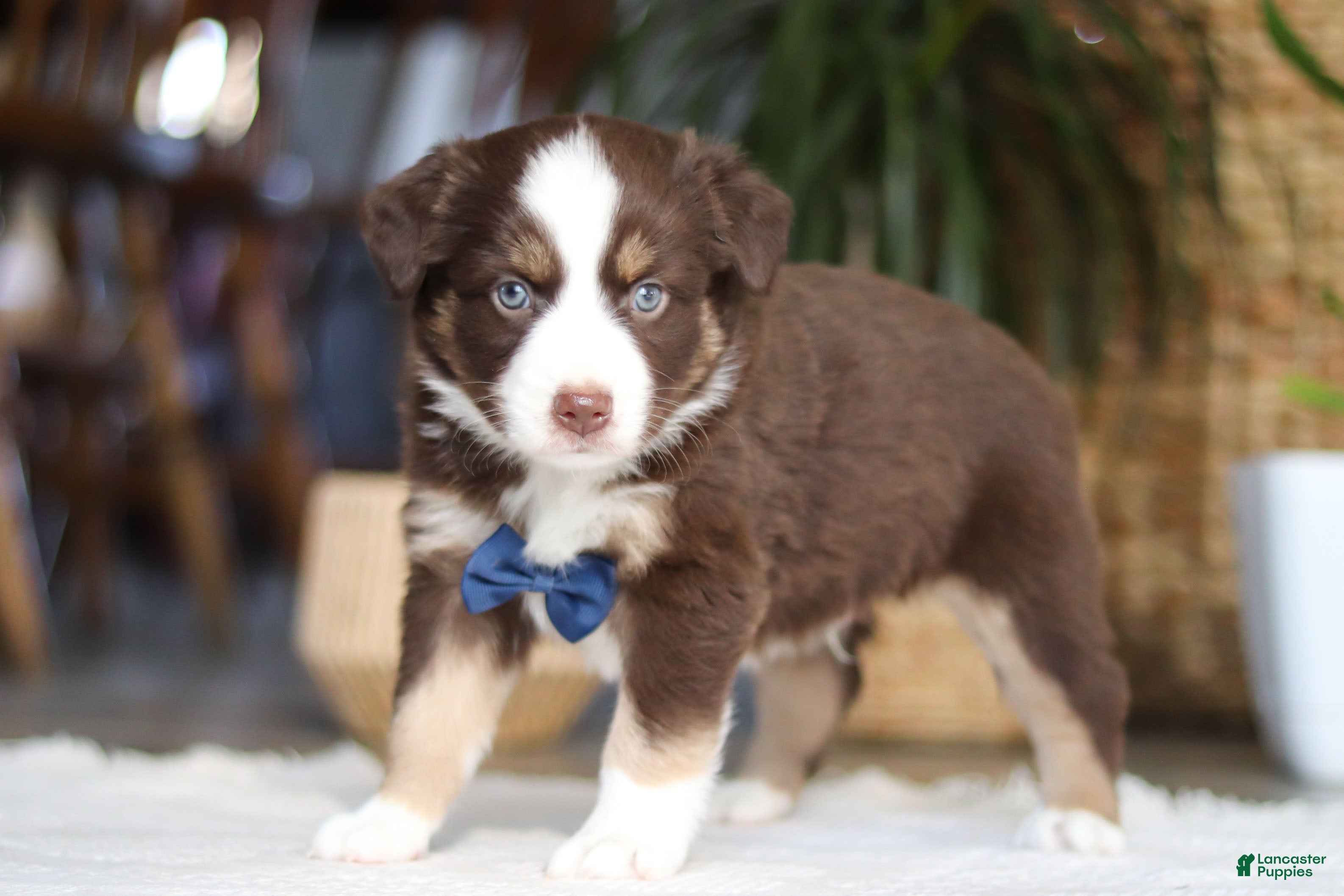 Australian Shepherd dogs Kicks - Ad 2
