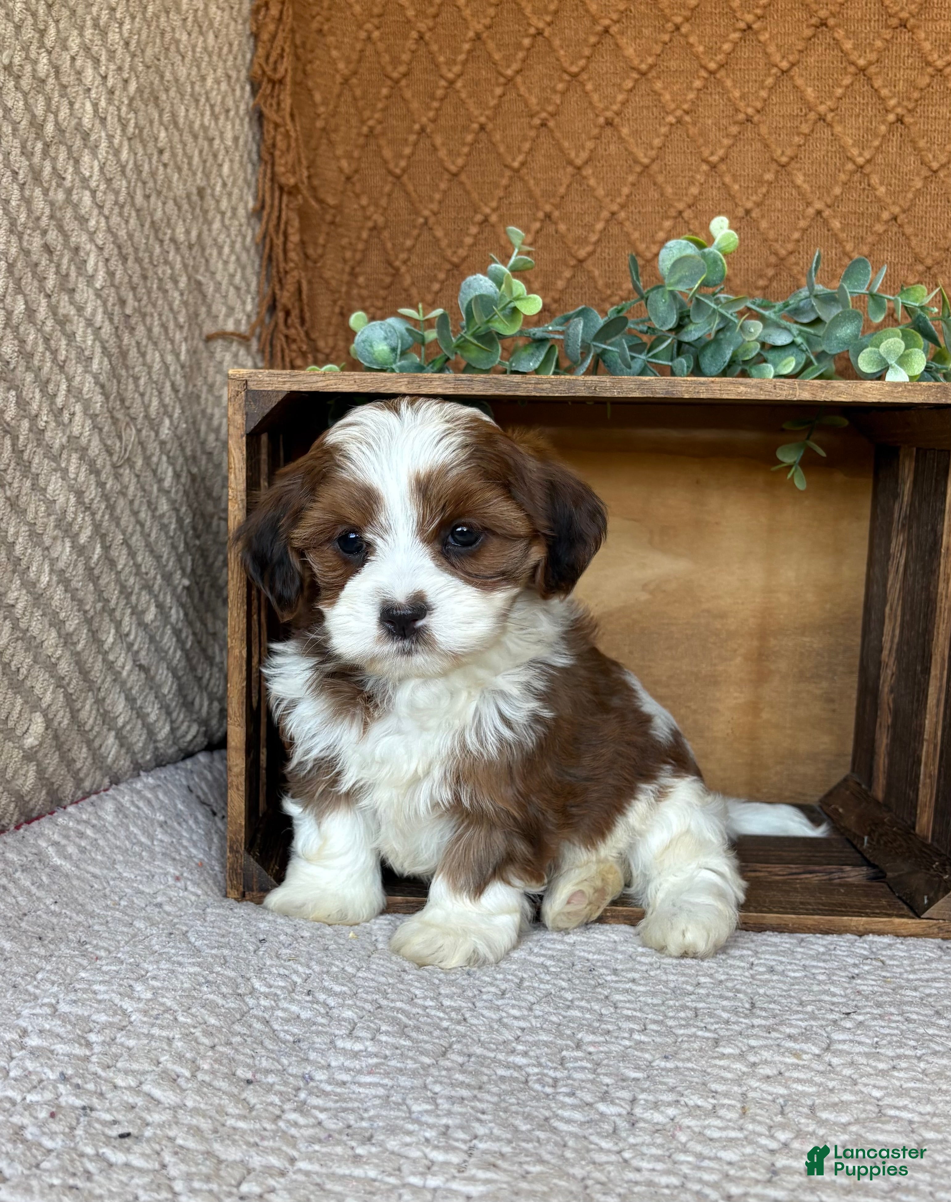 Havanese dogs Silver  - Ad 1