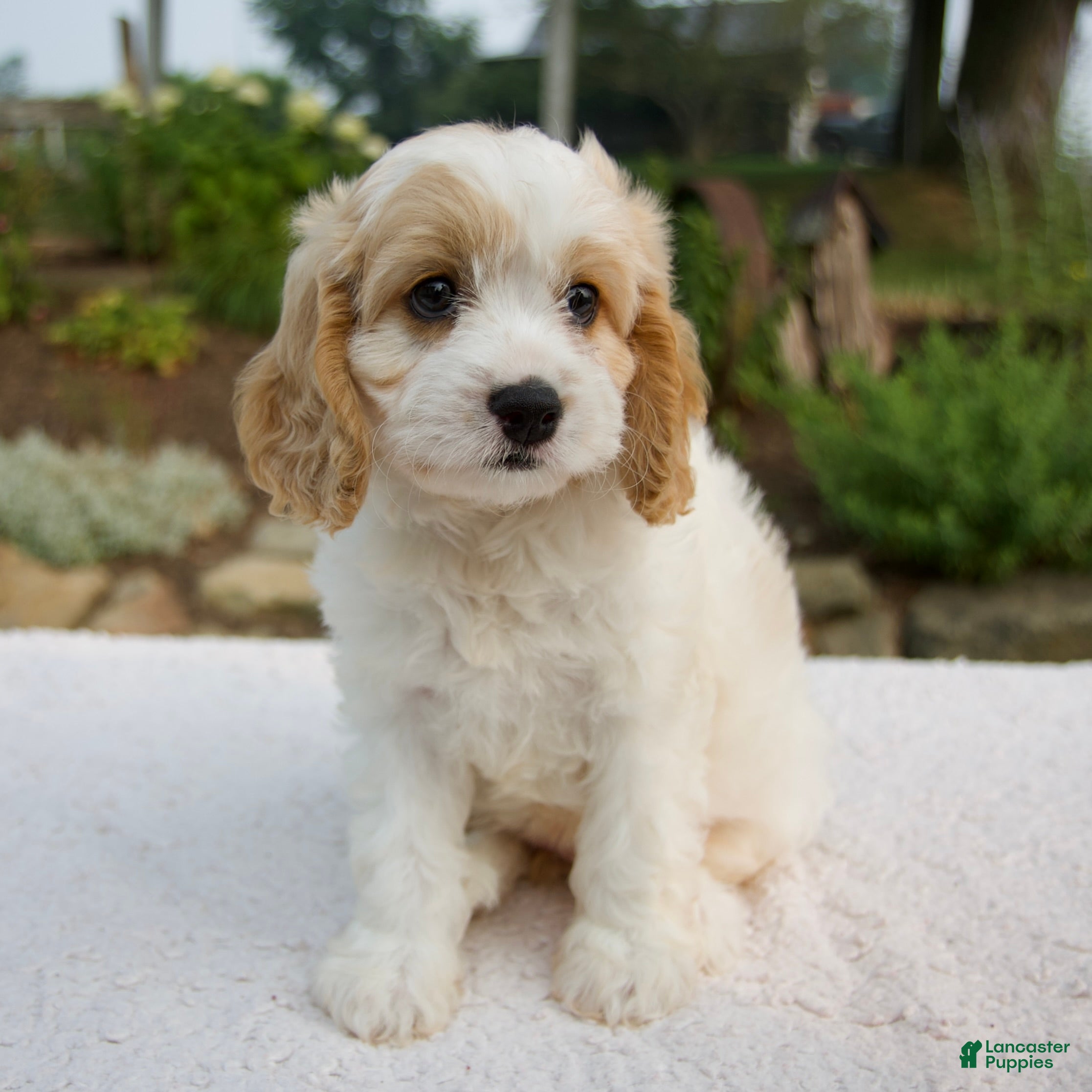 Cavapoo dogs Daphne - Ad 1