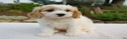 Cavapoo dogs for sale: Daphne - Ad 1