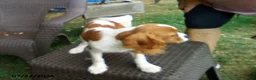 Cavalier King Charles Spaniel dogs for sale: Sammy - Ad 3