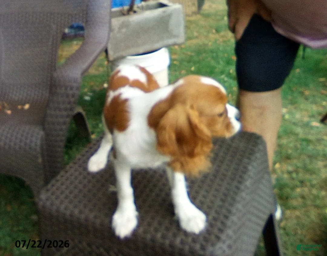 Cavalier King Charles Spaniel dogs for sale: Sammy - Ad 3