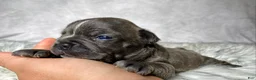 Frenchton dogs for sale: Miss Ellie  - Ad 7