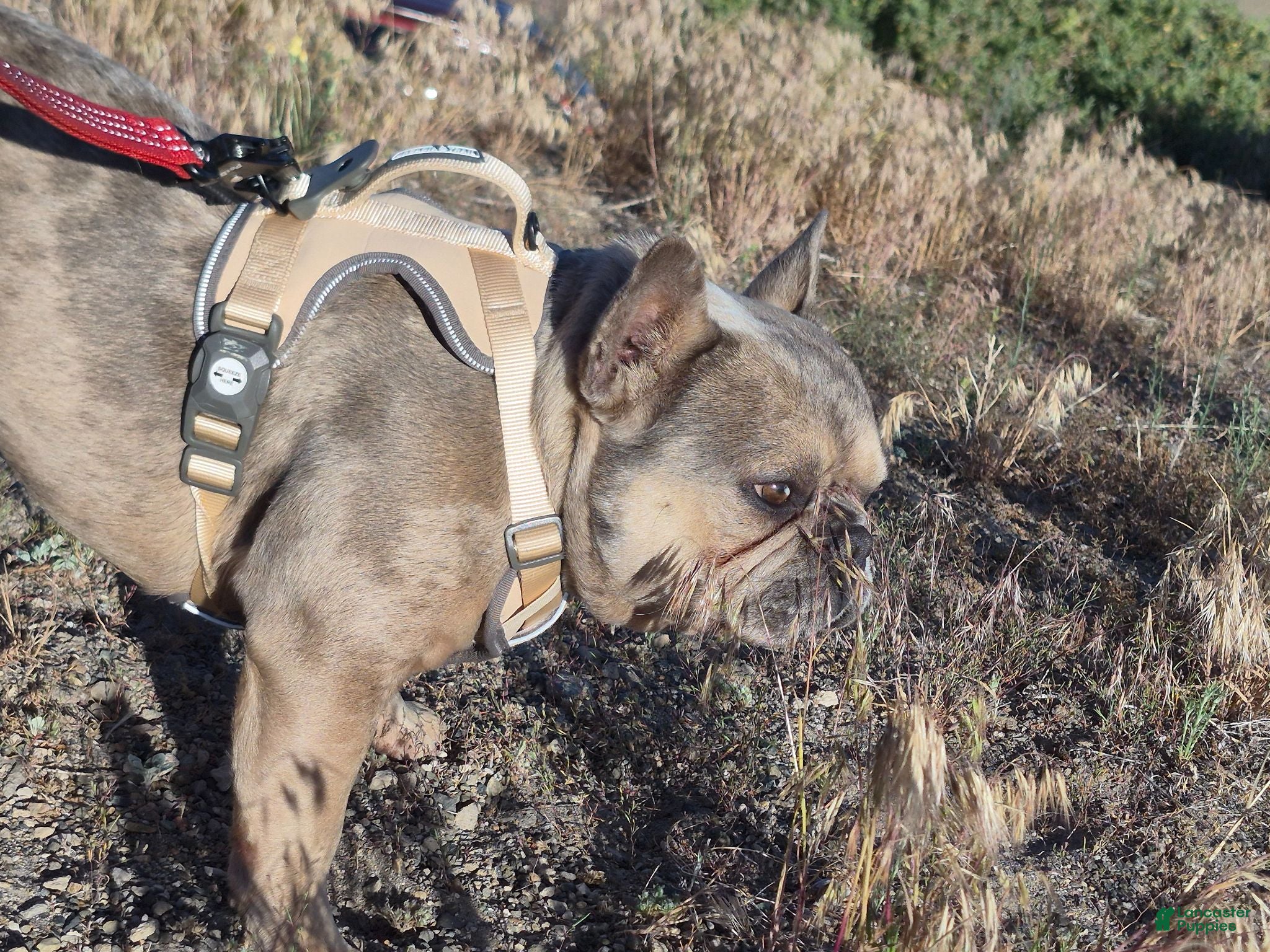 French Bulldog dogs French Bulldog 1 - Ad 22