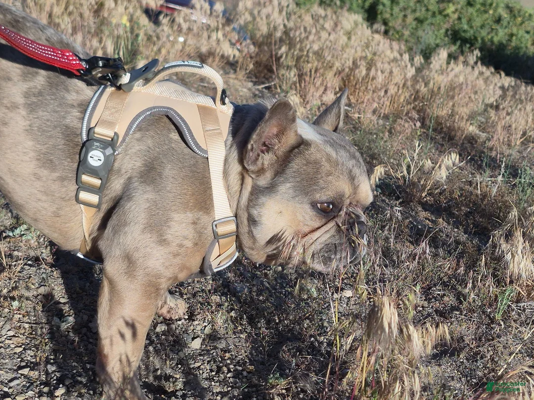 French Bulldog dogs for sale: French Bulldog 1 - Ad 1