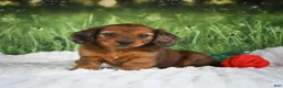 Miniature Dachshund dogs for sale: AKC Dixie - Ad 4