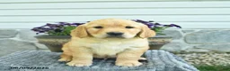Golden Retriever dogs for sale: Taytum  - Ad 1