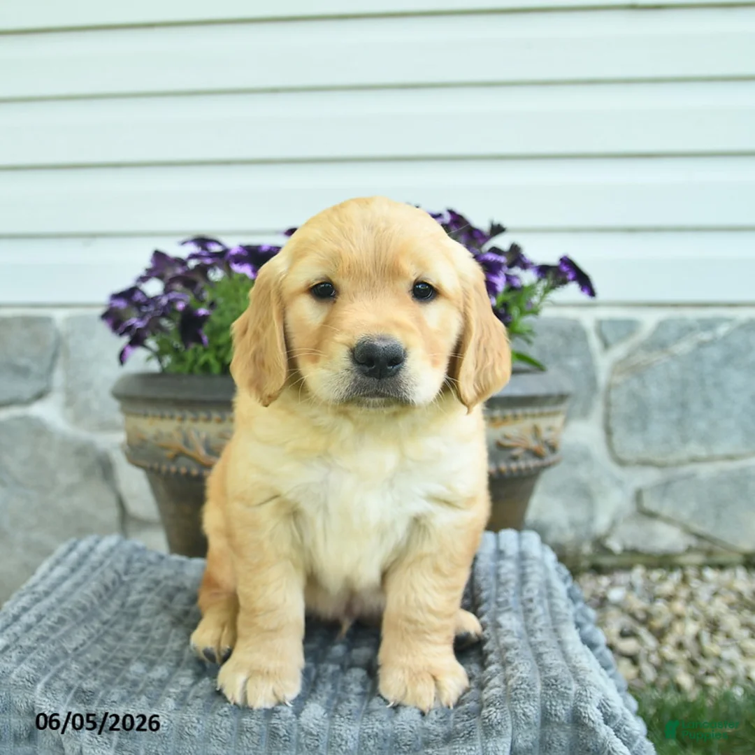 Golden Retriever dogs for sale: Taytum  - Ad 1