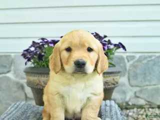Golden Retriever dogs for sale: Taytum - Ad 4