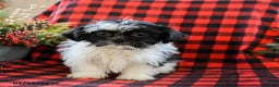 Shih Tzu dogs for sale: Annie - Ad 2