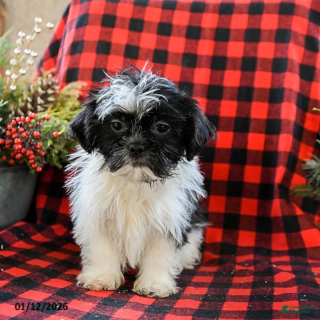 Shih Tzu dogs for sale: Annie - Ad 2