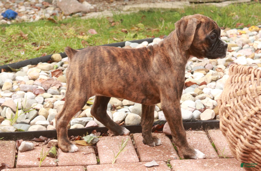 Boxer dogs for sale: Elsie - Ad 5