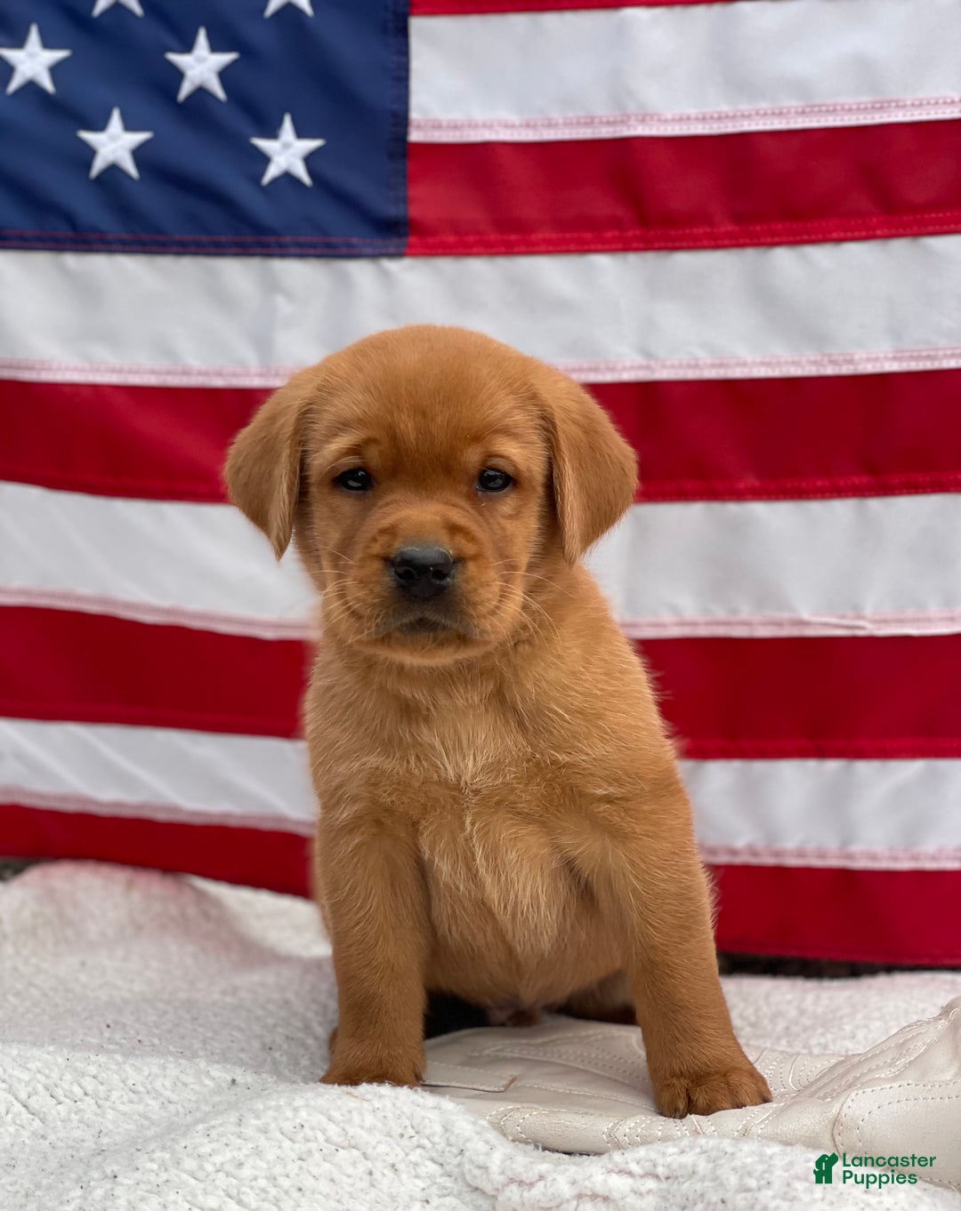 Labrador Retriever dogs for sale: Riley - Ad 4