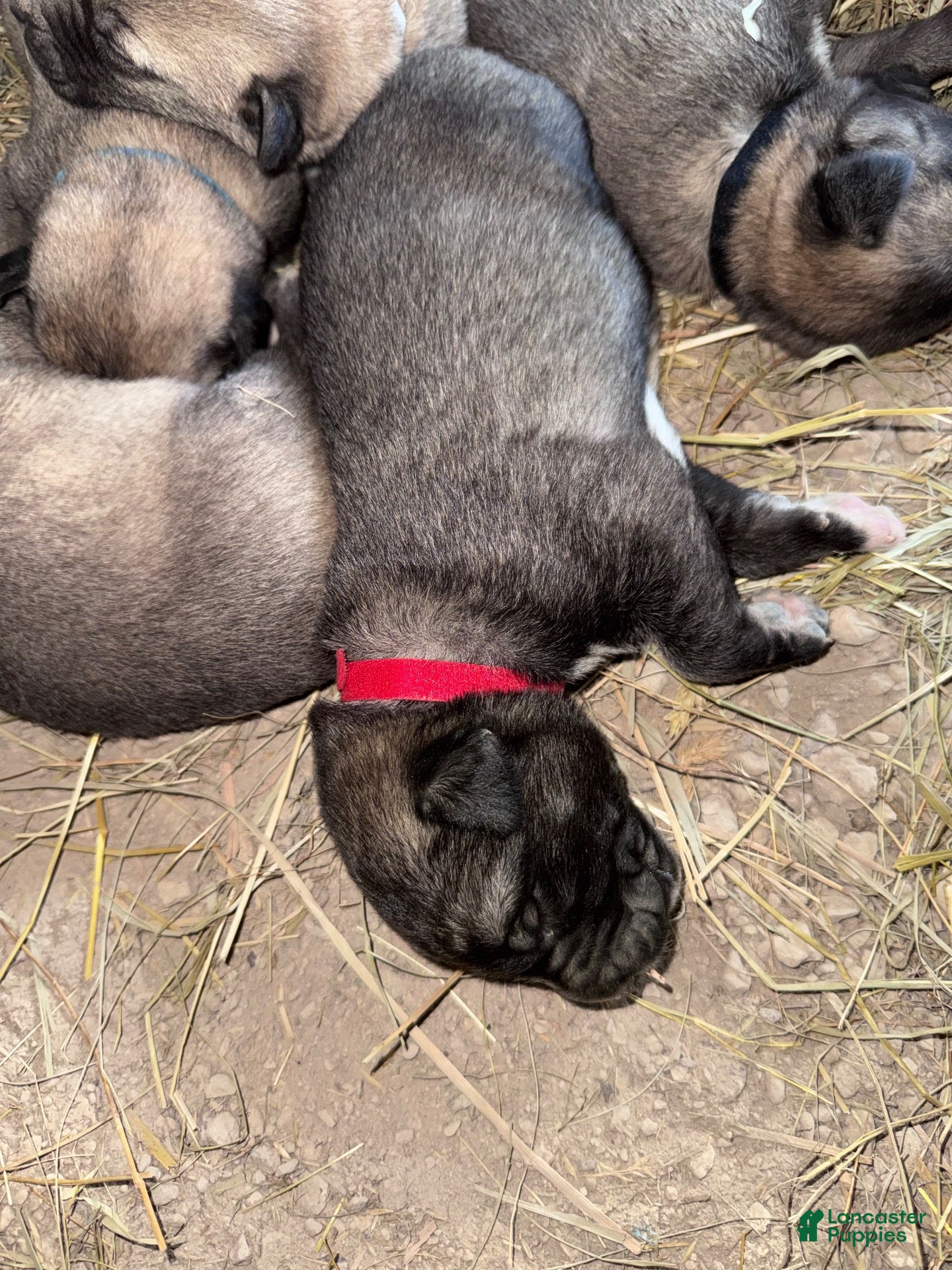 Mixed Breed dogs Anatolian/ Kangal- Red - Ad 2