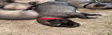 Anatolian/ Kangal- Red