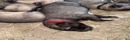 Mixed Breed dogs for sale: Anatolian/ Kangal- Red - Ad 2