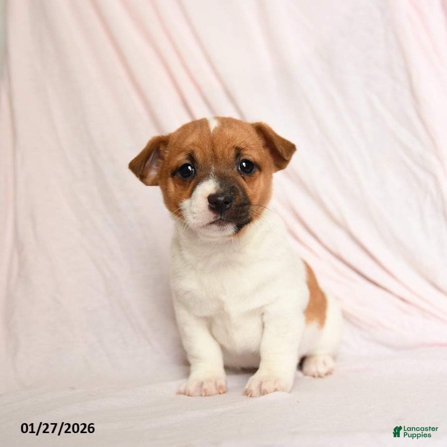 Jack Russell Terrier dogs Ace - Ad 31