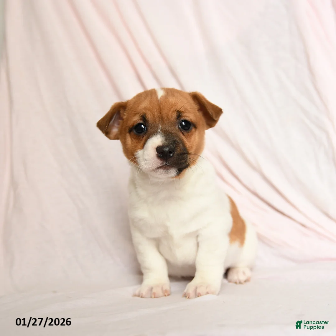 Jack Russell Terrier dogs for sale: Ace - Ad 1