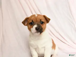 Jack Russell Terrier dogs Ace - Ad 31