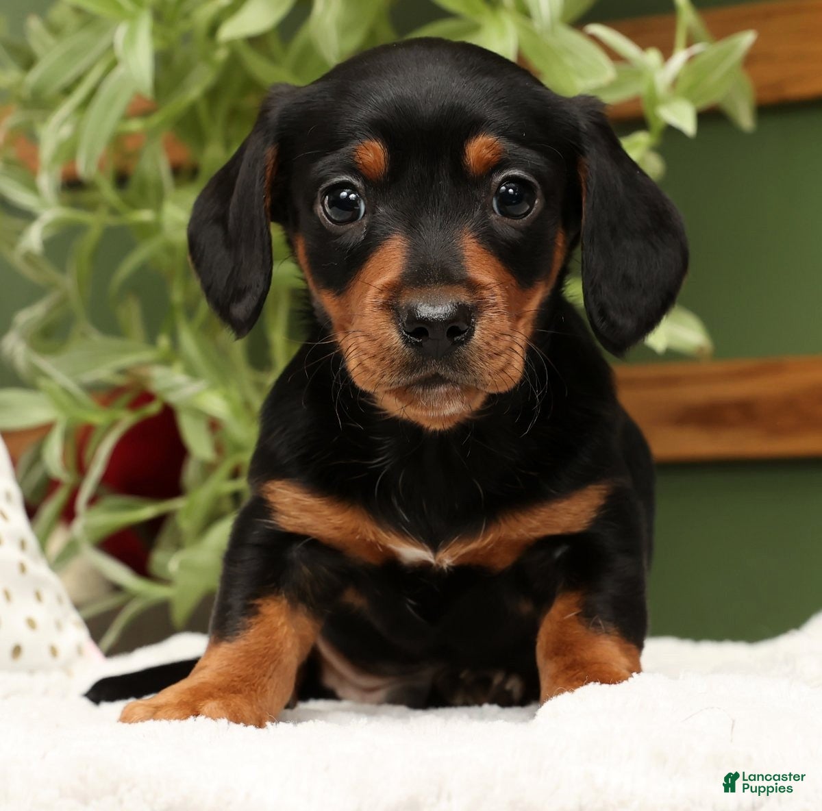 Miniature Dachshund dogs Sammy - Ad 11