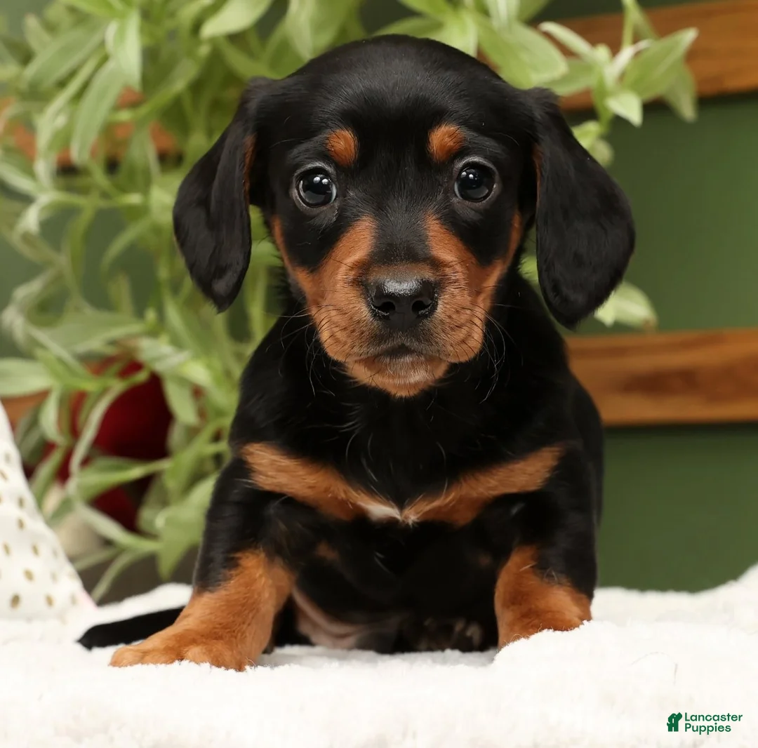 Miniature Dachshund dogs for sale: Sammy - Ad 1