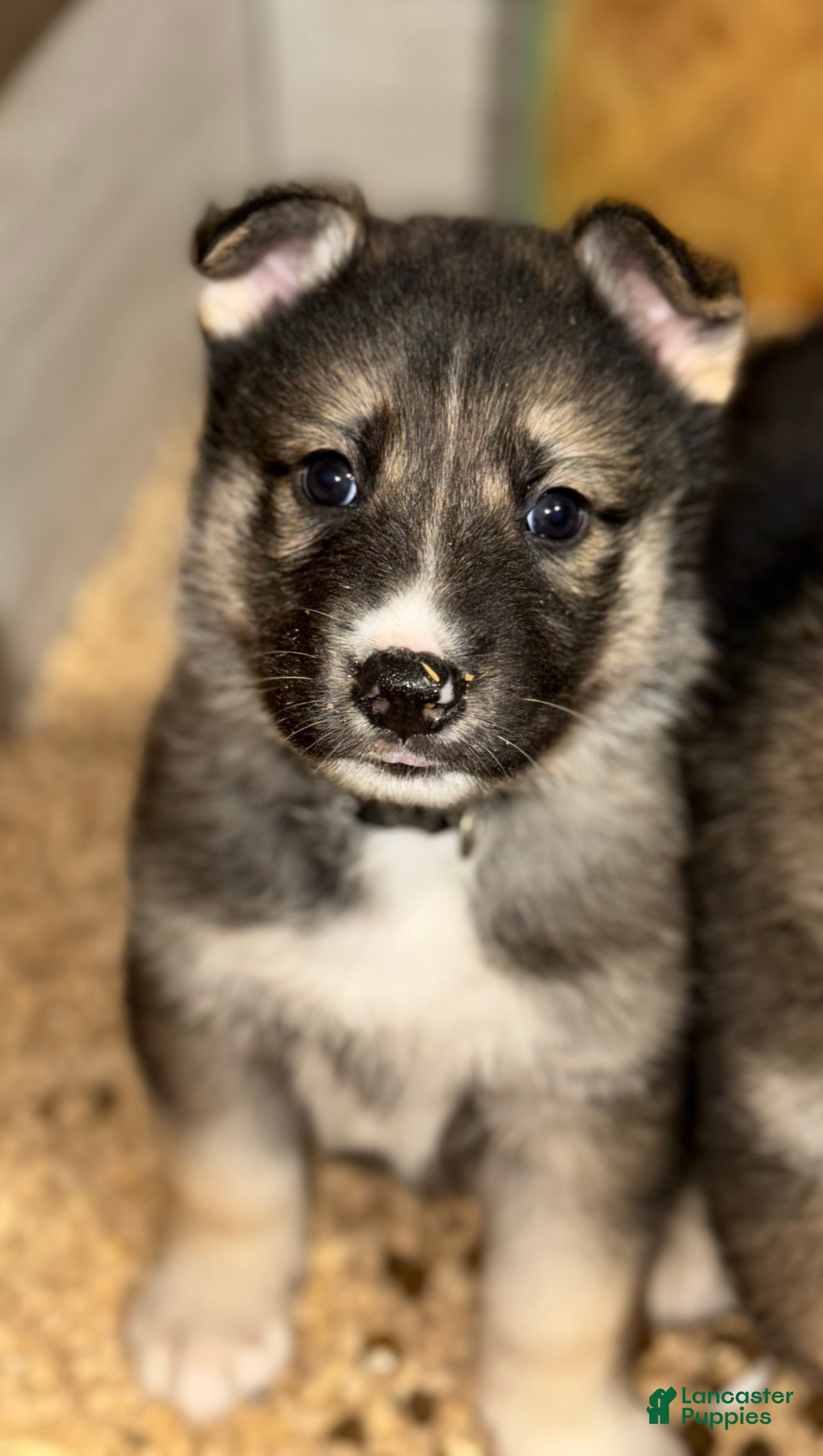 Gerberian Shepsky dogs Grey - Ad 7