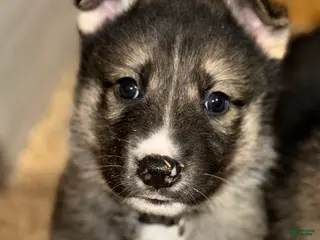 Gerberian Shepsky dogs Grey - Ad 7