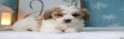 Cavapoo dogs for sale: Melissa - Ad 3