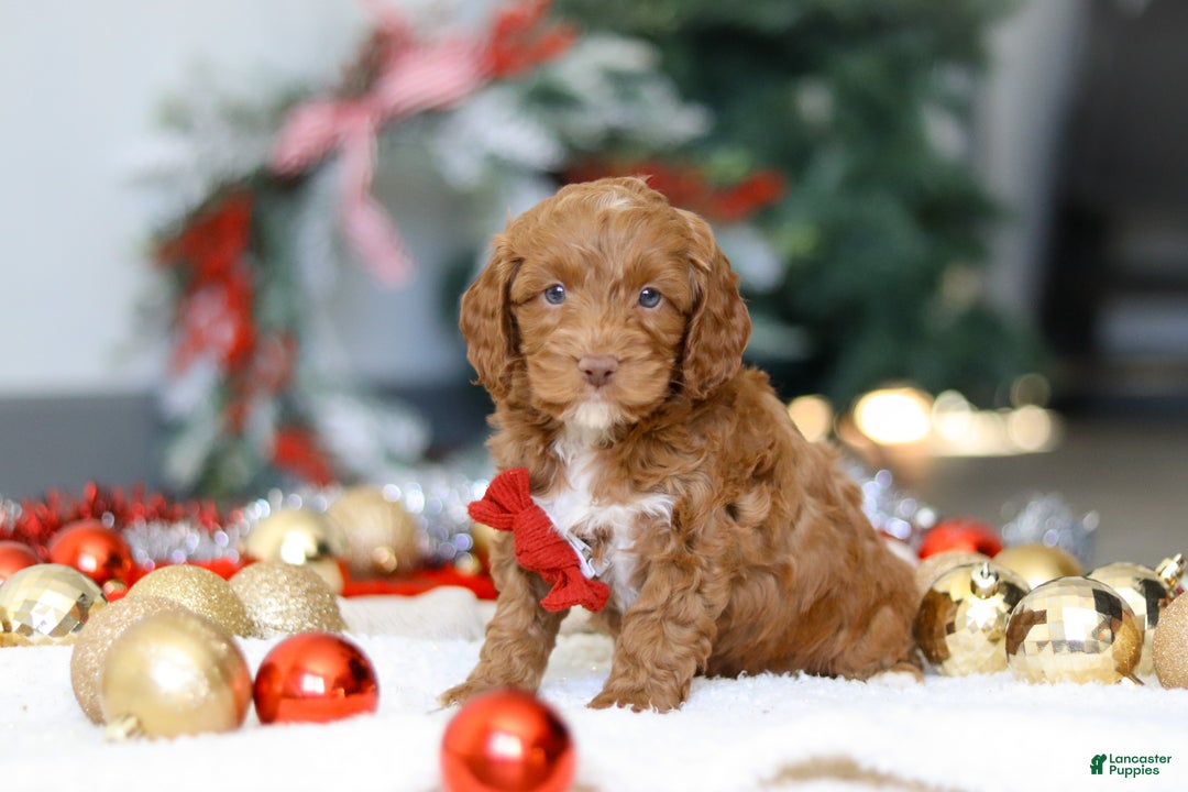 Cockapoo dogs for sale: Cameron - Ad 6