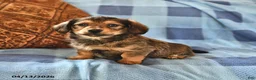 Miniature Dachshund dogs for sale: Milo - Ad 2