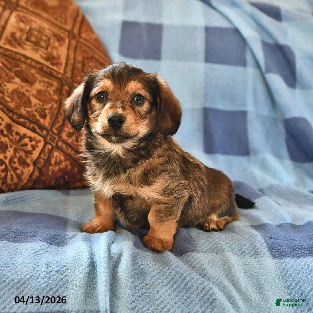 Miniature Dachshund dogs for sale: Milo - Ad 2