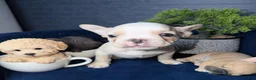 French Bulldog dogs for sale: French Bulldog Puppy 2 - Ad 6