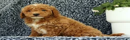 Mini Goldendoodle dogs for sale: Victor - Ad 2