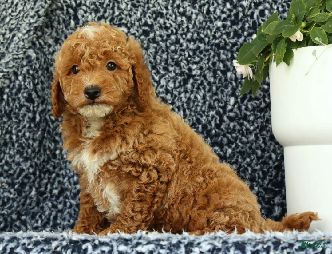 Mini Goldendoodle dogs for sale: Victor - Ad 2