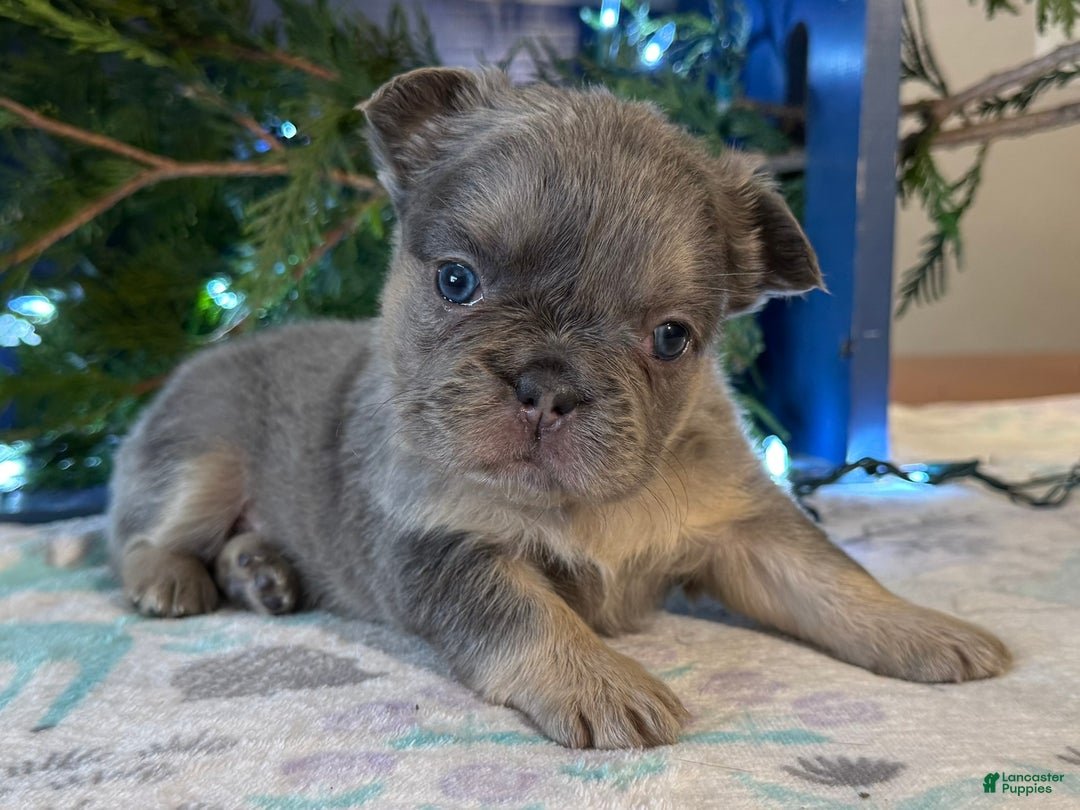 French Bulldog dogs for sale: Diane - Ad 2