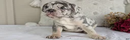 French Bulldog dogs for sale: Falcon - Ad 10