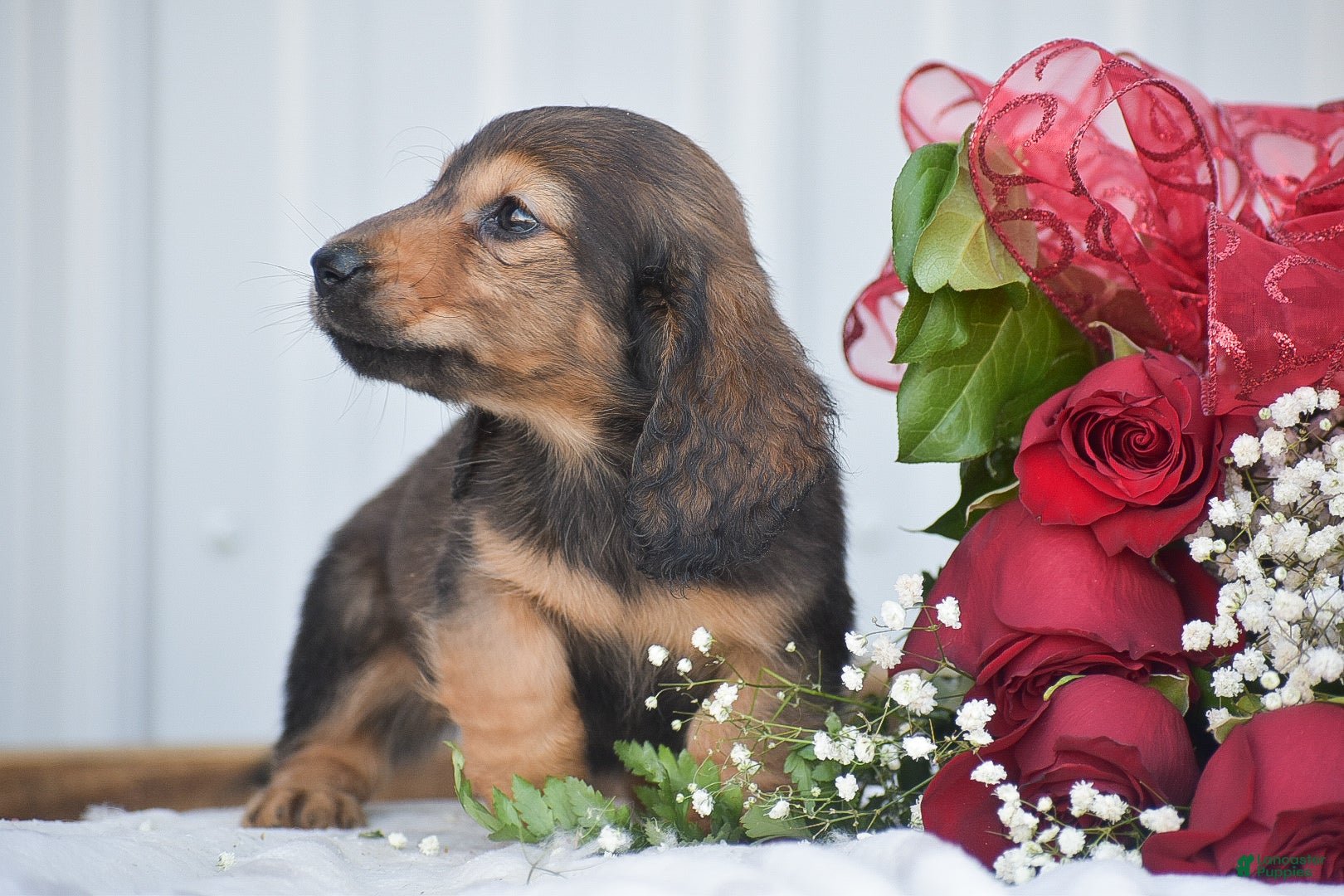 Miniature Dachshund dogs Anthony - Ad 2