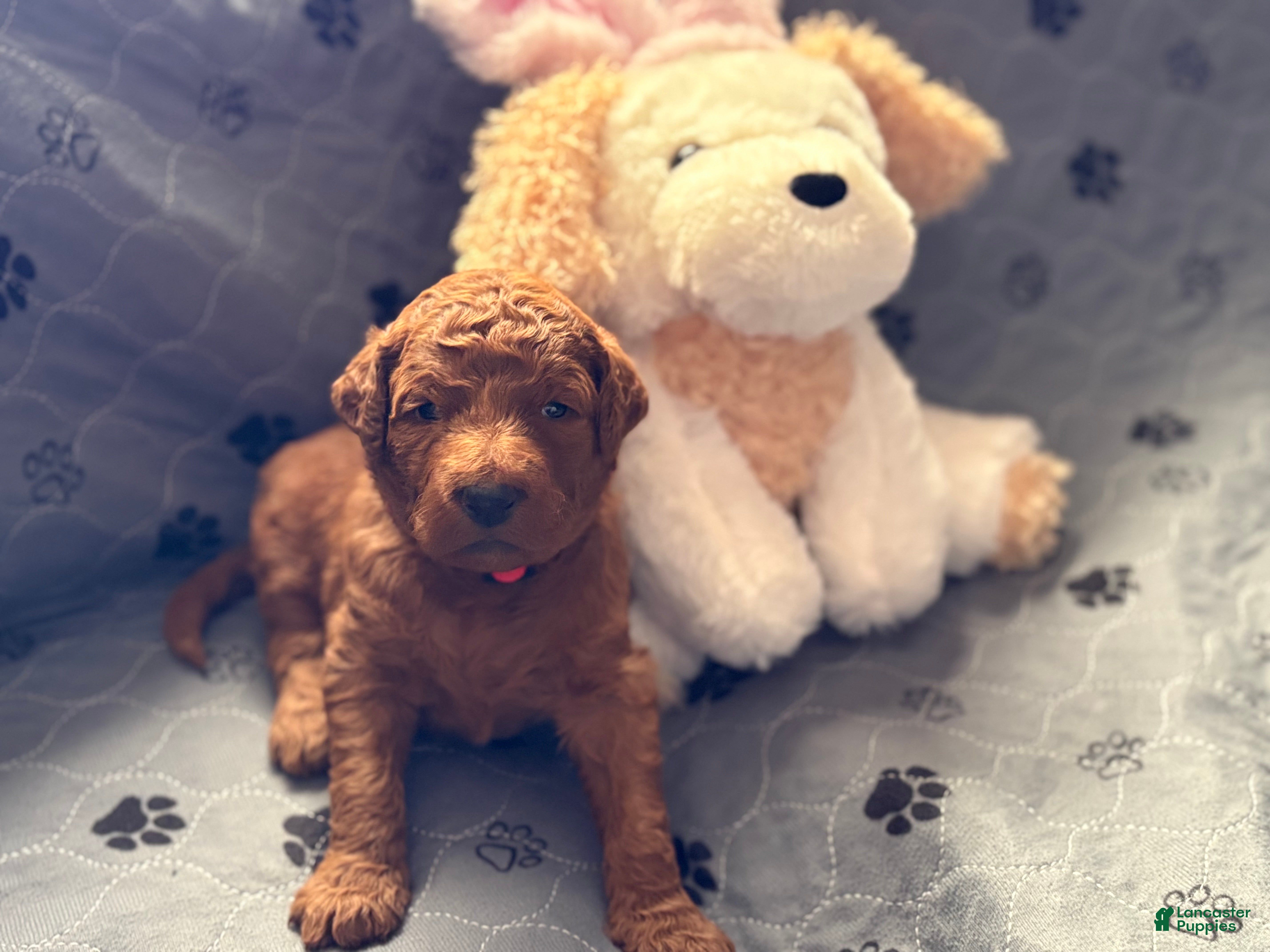 Goldendoodle dogs Elsa - Ad 2