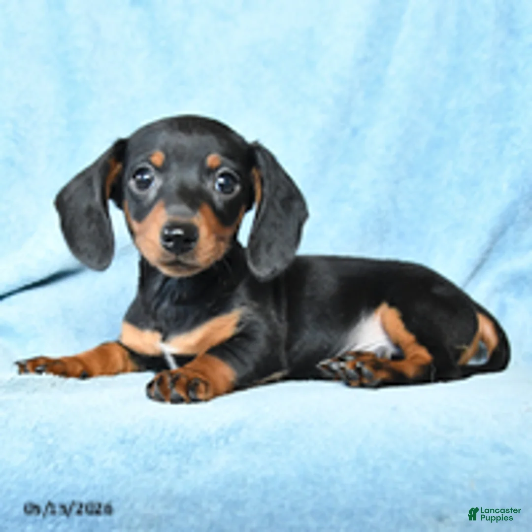 Dachshund dogs for sale: Vance - Ad 2