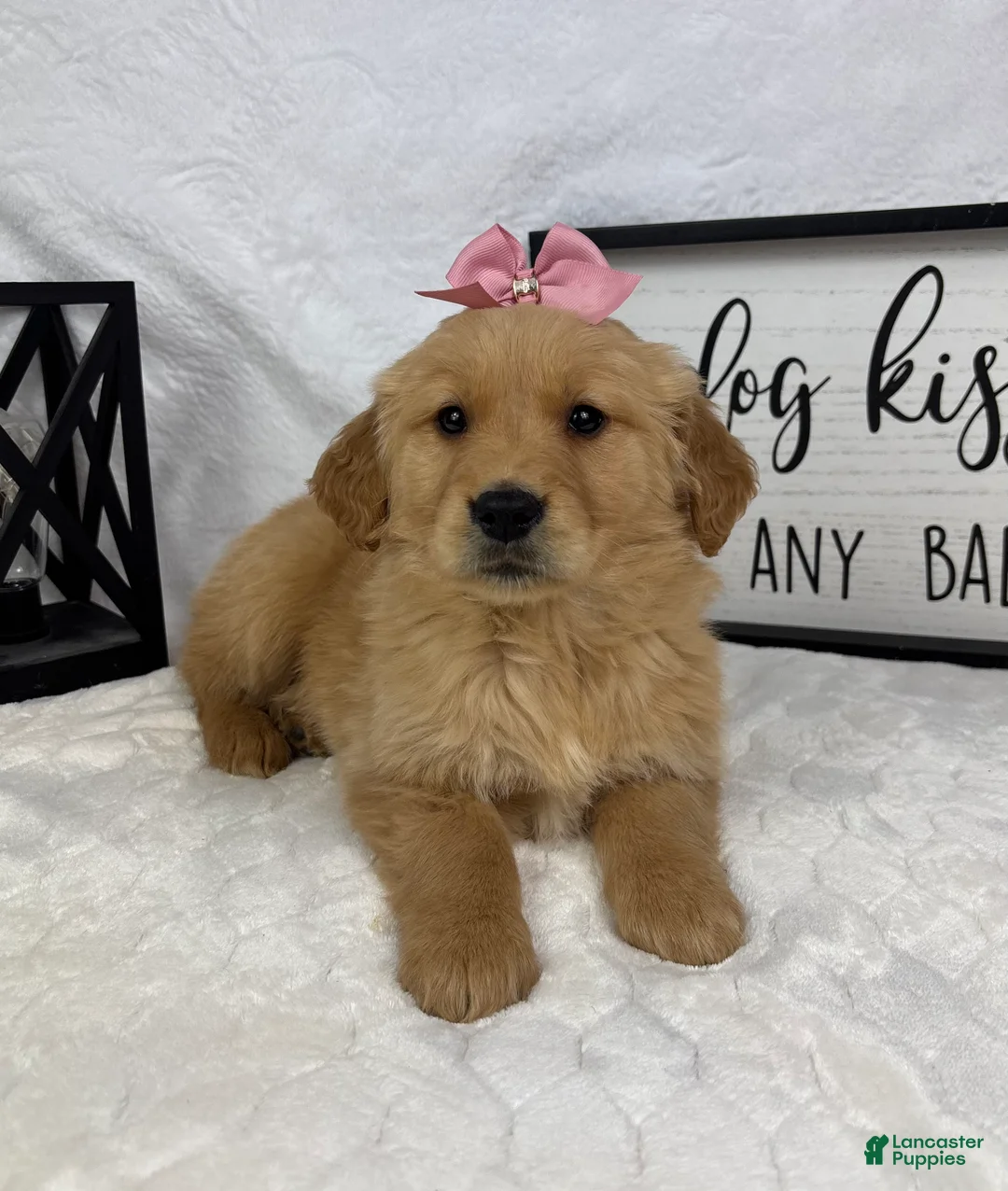 Golden Retriever dogs for sale: Goldie - Ad 1