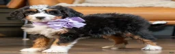 Mini Bernedoodle dogs for sale: Mini Molly - Ad 12