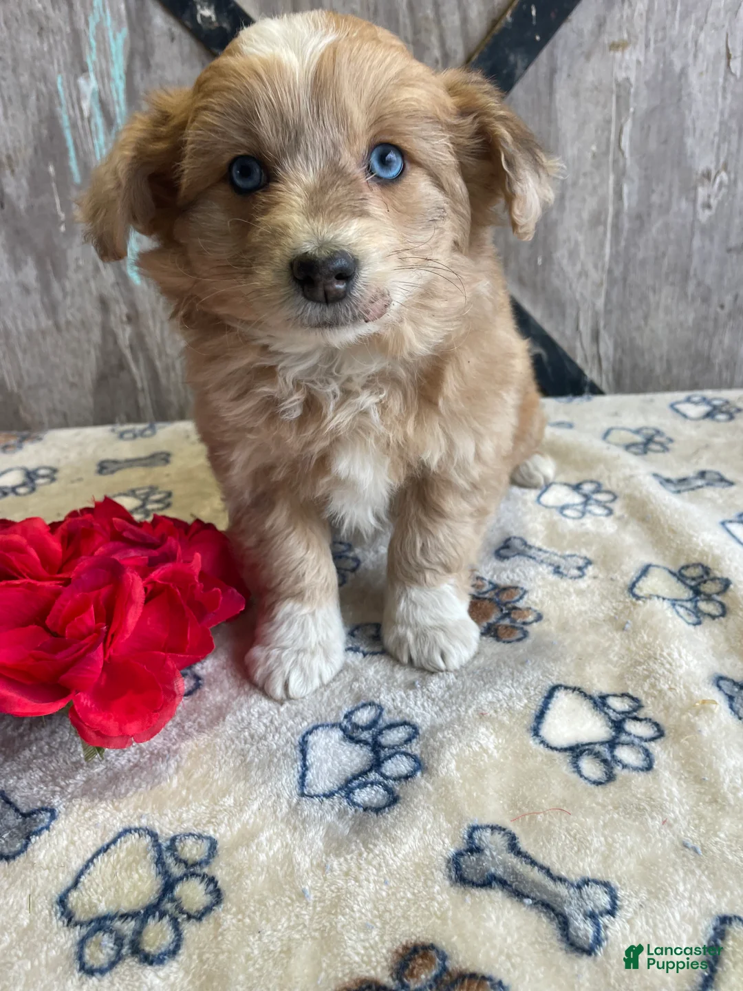 Corgipoo dogs for sale: Fiona - Ad 1