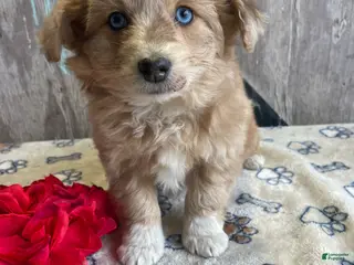 Corgipoo dogs Fiona - Ad 6