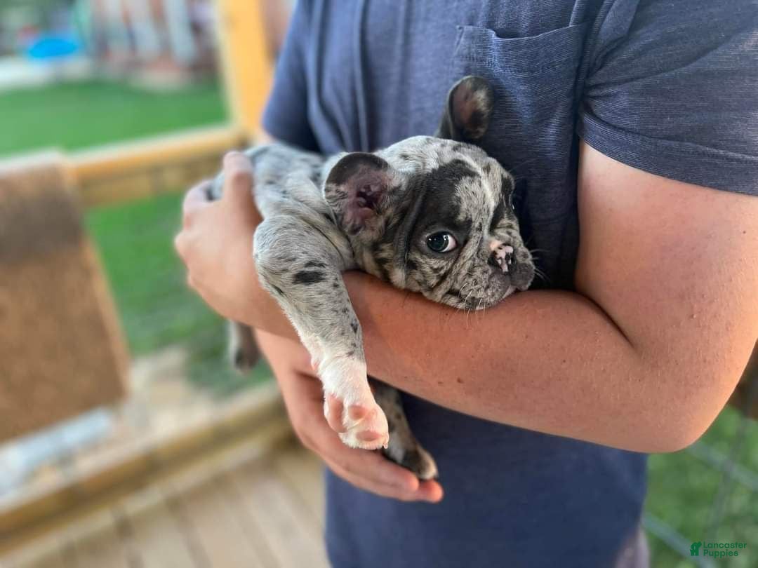 French Bulldog dogs for sale: Jaspee  - Ad 5