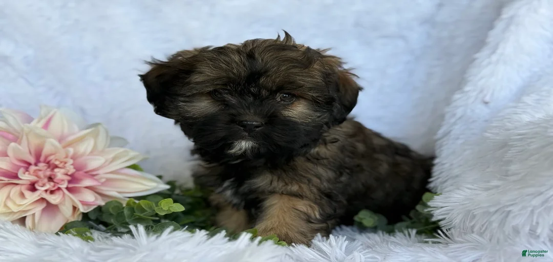 Gallery Image {{count}}