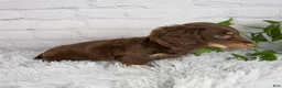 Miniature Dachshund dogs for sale: Cleo - Ad 6
