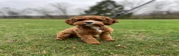Cavapoo dogs for sale: Emmy - Ad 5