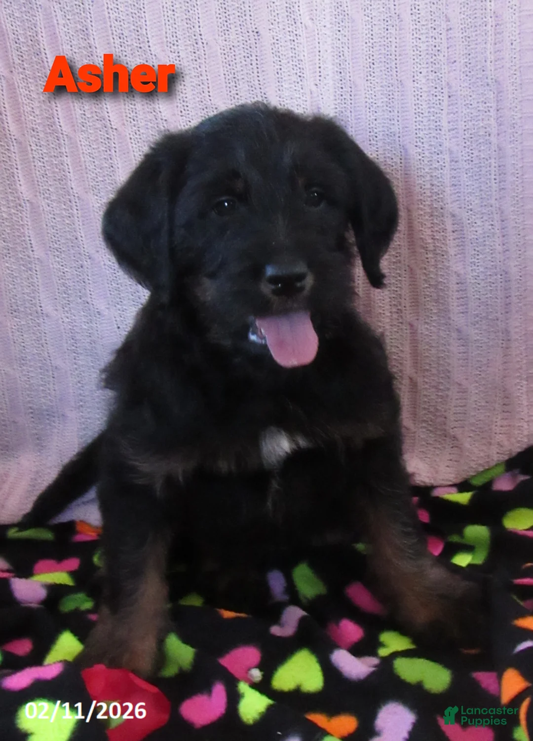 Labradoodle dogs for sale: Asher - Ad 10