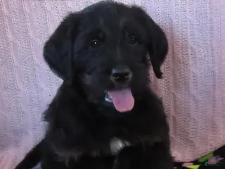 Labradoodle dogs Asher - Ad 3