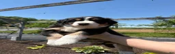 Australian Shepherd dogs for sale: Scout - Ad 3